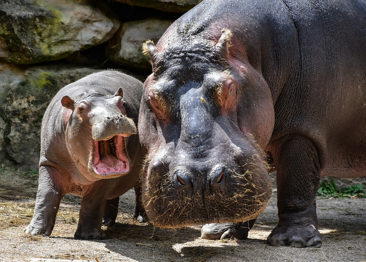 Narodziny hipopotama karłowatego w łódzkim zoo