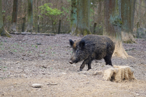 Dziki w mieście